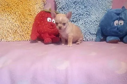 Chihuahua - mini piesek morelowy, Opolskie, Opole