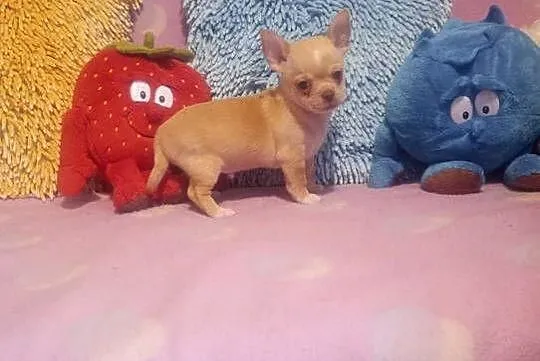 Chihuahua - mini piesek morelowy, Opolskie, Opole