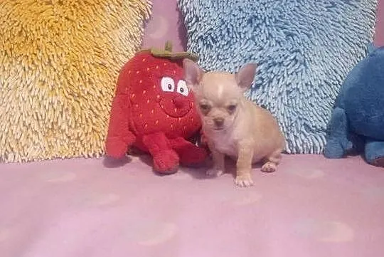 Chihuahua - mini piesek morelowy, Opolskie, Opole