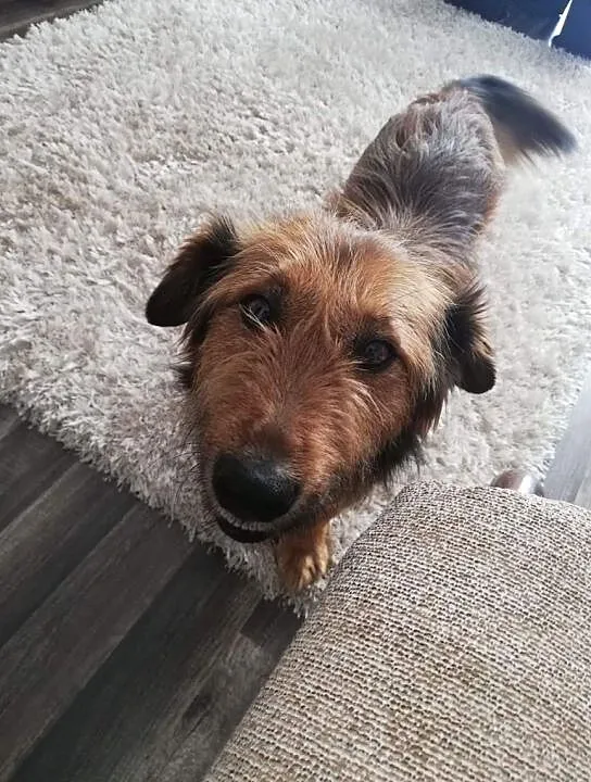Karmel, cudowny domowy psiak wychowa i grzeczny!