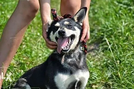 Vega błaga o dom !!!,  śląskie Dąbrowa Górnicza