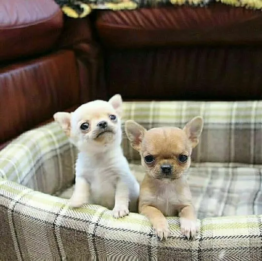 Przepiękne szczenięta chihuahua gotowe do sprzedaży w nowych domach, Mazowieckie, Warszawa