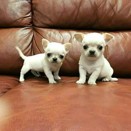 Przepiękne szczenięta chihuahua gotowe do sprzedaży w nowych domach, Mazowieckie, Warszawa