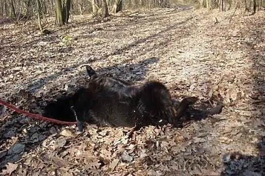 Sabuś kocha ludzi, siedzi samotny w kąciku, ze spu