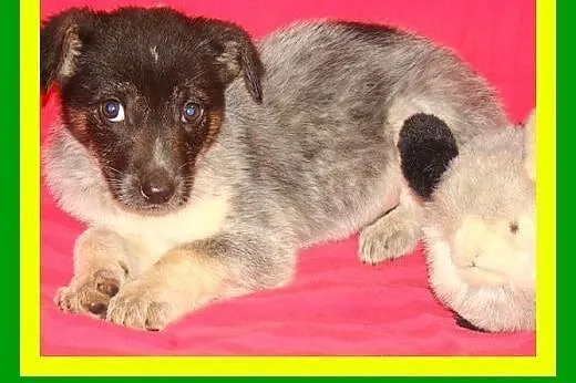 8tyg,suczki,docelowo średnie,wesołe ADOPCJA,  mało