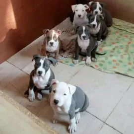 American Staffordshire Terrier welpen verfügbar für neue Häuser