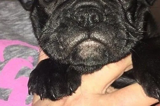 Buldog francuski z rodowodem ZKwP (FCI, Opolskie, Opole