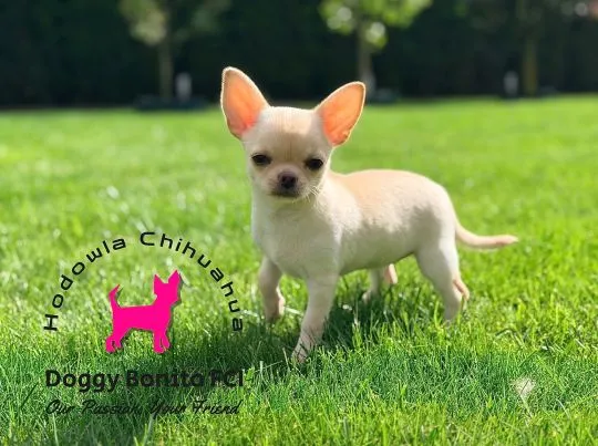 CHIHUAHUA, ZKwP FCI drobna dziewczynka krótkowłosa po Championach, , Dalki