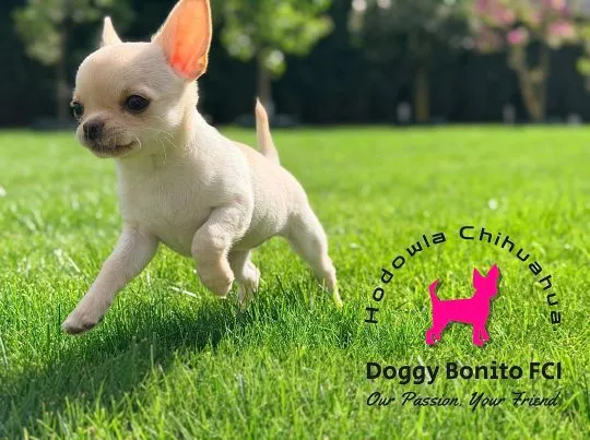 CHIHUAHUA, ZKwP FCI drobna dziewczynka krótkowłosa po Championach, , Dalki