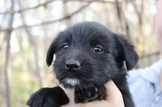 Molly - psie dziecko do adopcji! :)