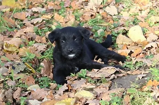 Molly - psie dziecko do adopcji! :)