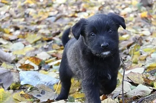 Molly - psie dziecko do adopcji! :)