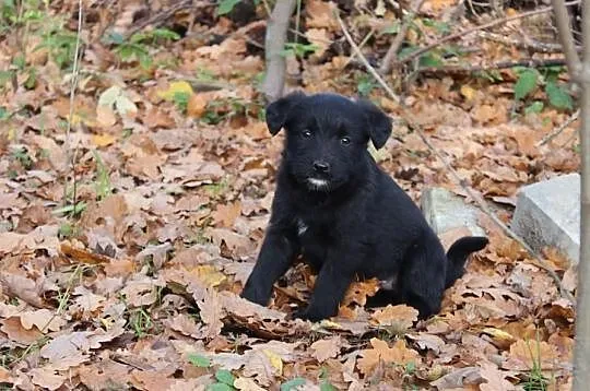 Molly - psie dziecko do adopcji! :)