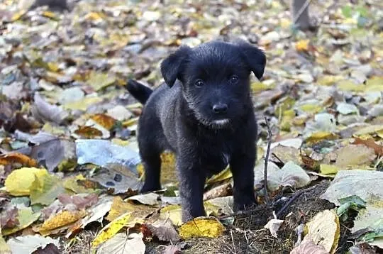 Molly - psie dziecko do adopcji! :)