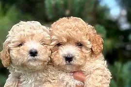 Maltipoo f1