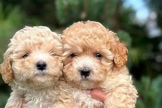 Maltipoo f1