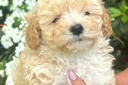 Maltipoo f1, Warmińsko-mazurskie, Iłowo-Osada