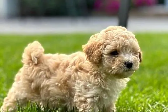 Maltipoo f1, Warmińsko-mazurskie, Iłowo-Osada