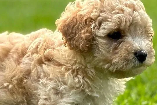 Maltipoo f1, Warmińsko-mazurskie, Iłowo-Osada