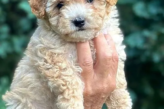 Maltipoo f1, Warmińsko-mazurskie, Iłowo-Osada