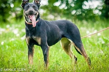 OTOZ Animals - Kropa - wesoła energiczna sunia cze
