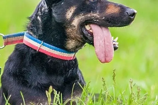 OTOZ Animals - Kropa - wesoła energiczna sunia cze