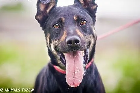OTOZ Animals - Kropa - wesoła energiczna sunia cze