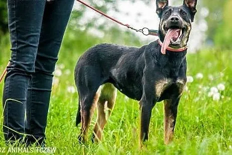 OTOZ Animals - Kropa - wesoła energiczna sunia cze