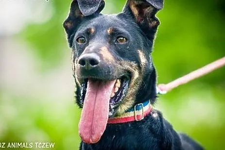 OTOZ Animals - Kropa - wesoła energiczna sunia cze
