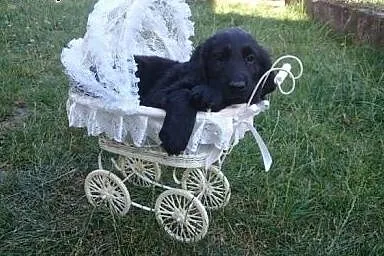 Flat Coated Retriever,  Pozostałe rasy cała Polska