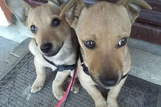 Maluszki do adopcji,  małopolskie Tarnów