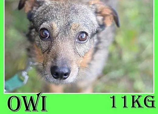 11kg,średni,tulaśny,delikatny piesek OWI.Adopcja,