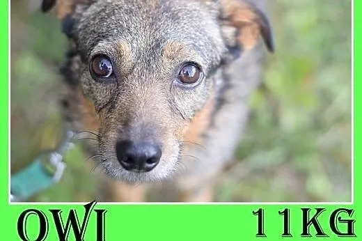 11kg,średni,tulaśny,delikatny piesek OWI.Adopcja, 