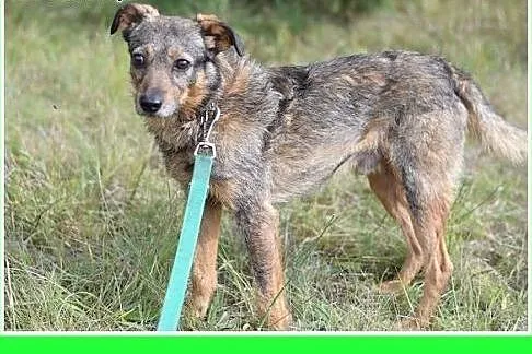 11kg,średni,tulaśny,delikatny piesek OWI.Adopcja, 