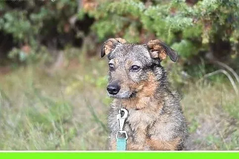 11kg,średni,tulaśny,delikatny piesek OWI.Adopcja, 