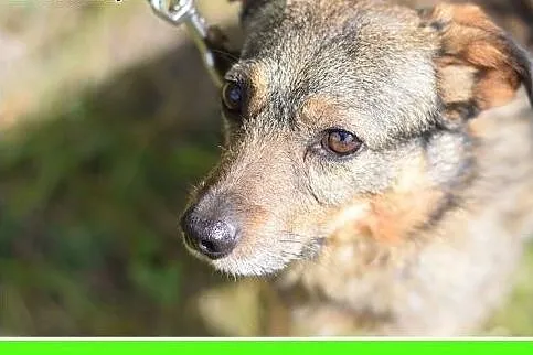 11kg,średni,tulaśny,delikatny piesek OWI.Adopcja, 