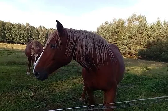 Sprzedam klacz zimnokrwista, Podkarpackie, Radawa