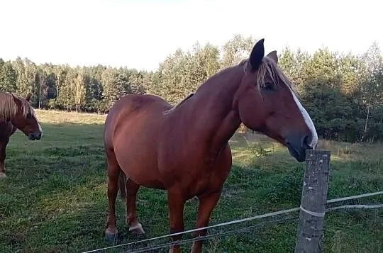 Sprzedam klacz zimnokrwista, Podkarpackie, Radawa
