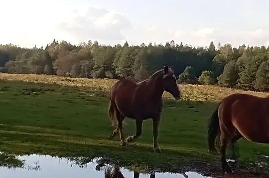 Sprzedam klacz zimnokrwista, Podkarpackie, Radawa