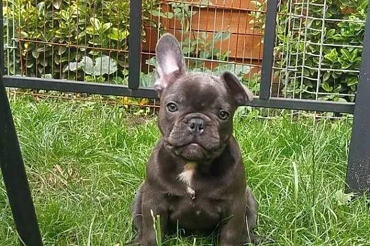 Buldog francuski Bludogi francuskie BLUE niebieskie