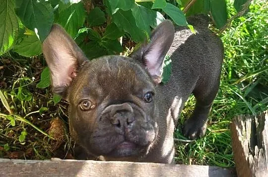 Buldog francuski Bludogi francuskie BLUE niebieskie, Łódzkie, Łódź