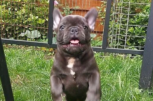 Buldog francuski Bludogi francuskie BLUE niebieskie, Łódzkie, Łódź
