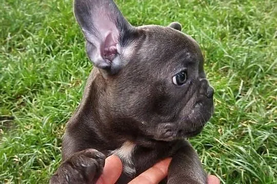 Buldog francuski Bludogi francuskie BLUE niebieskie, Łódzkie, Łódź