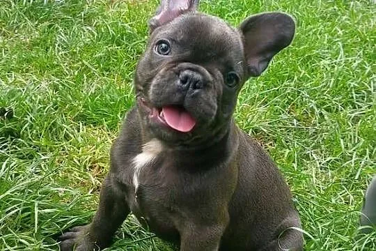 Buldog francuski Bludogi francuskie BLUE niebieskie, Łódzkie, Łódź