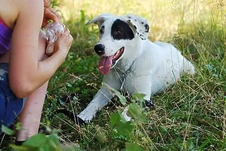 Tori- przepiękna 12 miesięczna sunia,  małopolskie
