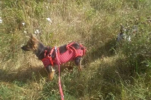 Mała Milka - odczaruj zły los delikatnej suni,  ku