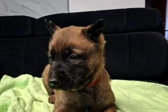 Owczarek Belgijski Malinois Szczeniaki