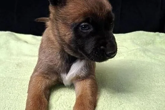 Owczarek Belgijski Malinois Szczeniaki, Śląskie, Częstochowa