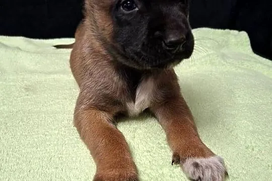 Owczarek Belgijski Malinois Szczeniaki, Śląskie, Częstochowa