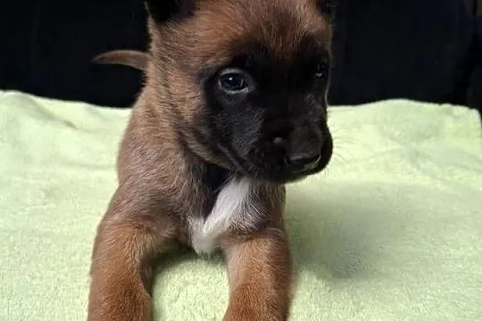 Owczarek Belgijski Malinois Szczeniaki, Śląskie, Częstochowa